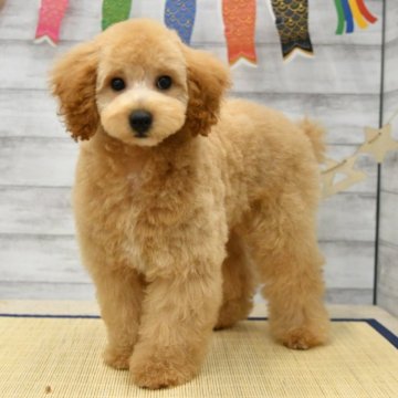 トイプードル(トイ)【福岡県・男の子・2024年1月31日・アプリコット】の写真「元気いっぱいキュートなお顔の男の子です！」