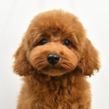 トイプードル(タイニー)【福岡県・男の子・2024年6月13日・レッド】の写真「人懐っこい甘えん坊さんな男の子です！！」