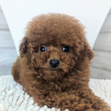 トイプードル(ティーカップ)【福岡県・女の子・2023年1月20日・レッド】の写真「小柄で小顔でお目目でクリクリでマズルも短い女の子」