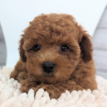 トイプードル(ティーカップ)【福岡県・女の子・2022年6月11日・レッド】の写真「小顔で色素もしっかりした女の子です」