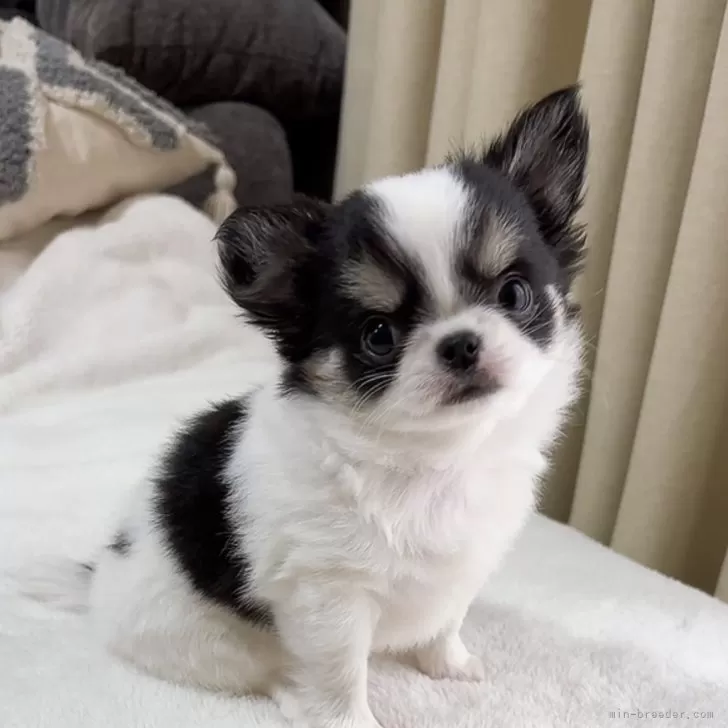 ID:2412-07425の子犬