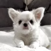 チワワ(ロング)