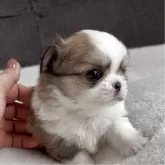 チワワ(ロング)