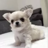 チワワ(ロング)