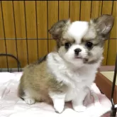 チワワ(ロング)