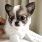 チワワ(ロング)