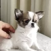 チワワ(ロング)