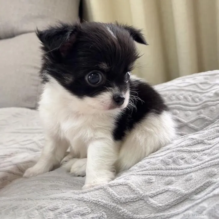 ID:2207-04321の子犬