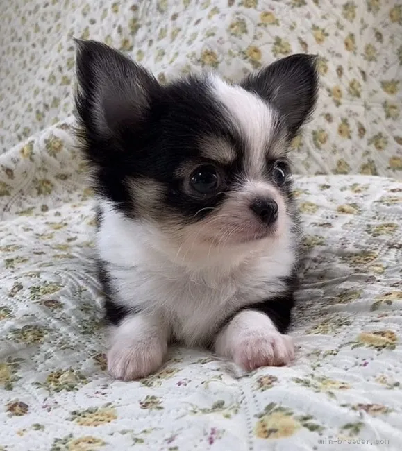 ID:2106-02369の子犬