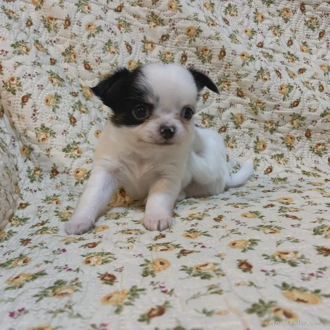 ID：2011-02548の子犬