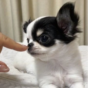 チワワ(ロング)【福岡県・女の子・2023年10月2日・ホワイト&ブラック】の写真「小さめ可愛い女の子‪‪❤︎‬」