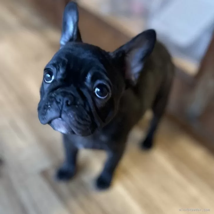 ID:2312-02735の子犬