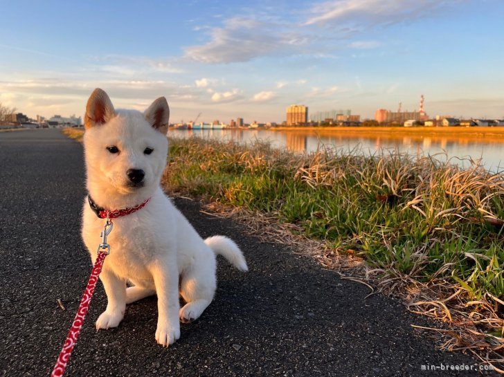 村田　優樹(むらた　ゆうき)ブリーダー(新潟県・柴犬など・JKC登録)の紹介写真3