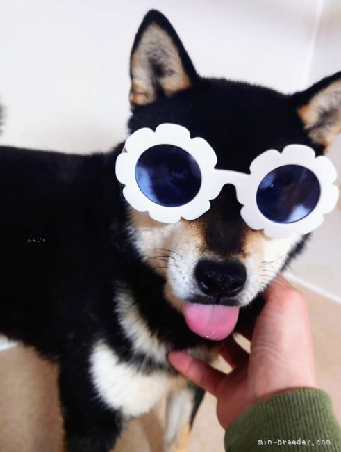 村田　優樹(むらた　ゆうき)ブリーダー(新潟県・柴犬など・JKC登録)の紹介写真4