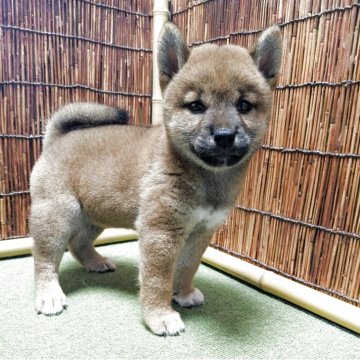 柴犬(標準サイズ)【新潟県・女の子・2025年6月29日・赤】の写真「小柄な美人さんです！」