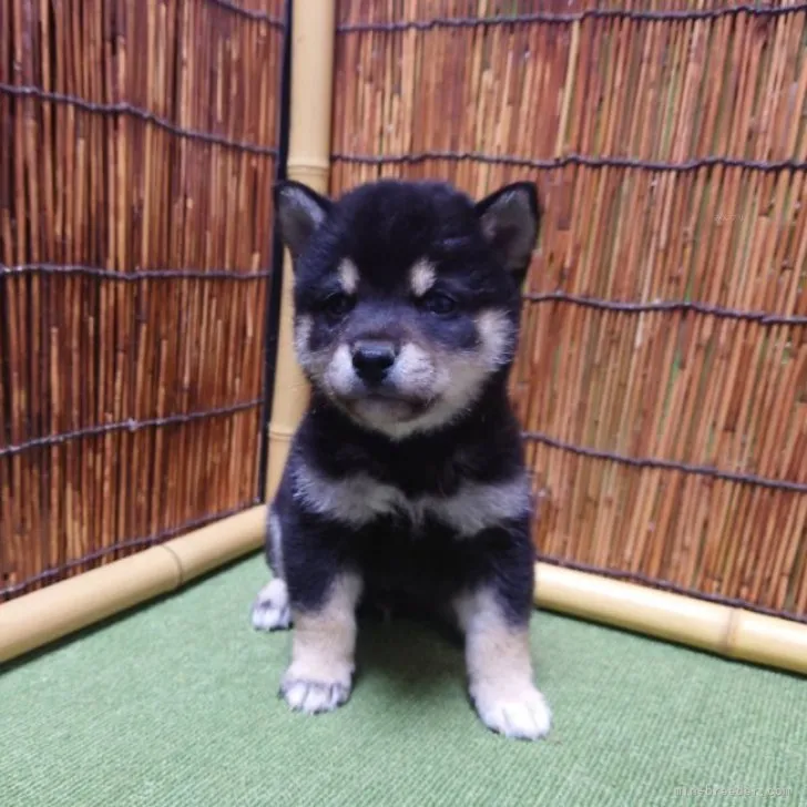 リンゴ3 様のお迎えした子犬