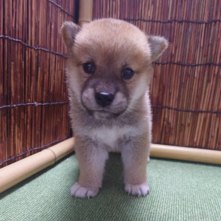 Nao 様のお迎えした子犬