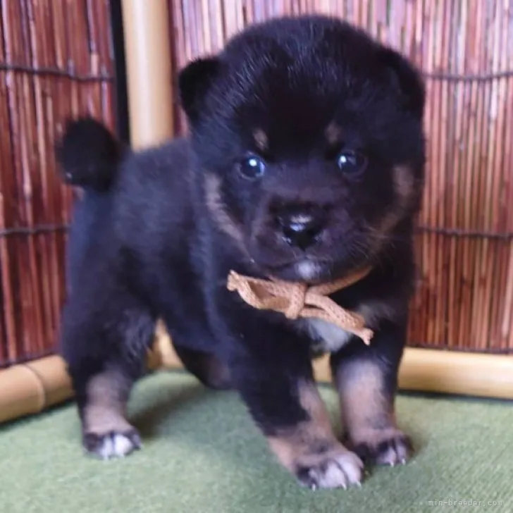ID:2304-03467の子犬