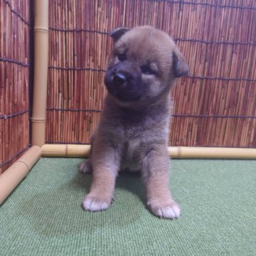 柴犬(標準サイズ)【新潟県・女の子・2022年8月1日・赤】の写真「コロコロおっとりさん❗」