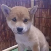 柴犬(標準サイズ)【新潟県・女の子・2023年10月17日・赤】の写真1「可愛い女の子です❗」