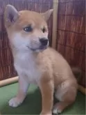 柴犬(標準サイズ)【新潟県・女の子・2023年10月17日・赤】の写真2