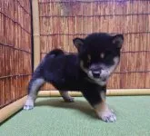 柴犬(標準サイズ)【新潟県・男の子・2023年10月17日・黒】の写真3