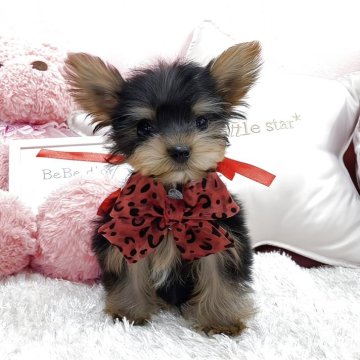 ヨークシャーテリア【大阪府・女の子・2025年9月26日・スチールブルー&タン】の写真「ピンッと立ったお耳が自慢！BabyFaceの女の子」