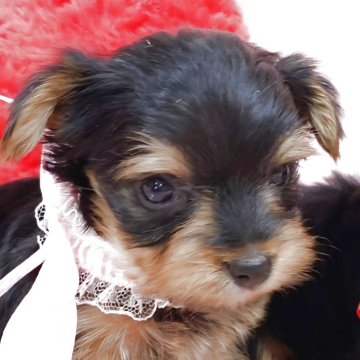 ヨークシャーテリア【大阪府・女の子・2025年9月26日・スチールブルー&タン】の写真「女の子らしい可愛さの極小ヨーキーちゃん♡ﾞ」