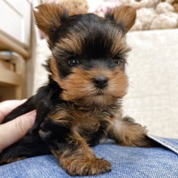 ヨークシャーテリア【大阪府・男の子・2025年9月23日・スチールブルー&タン】の写真「離れ目が超絶可愛い𝙘𝙪𝙩𝙚な男の子♡ﾞ」