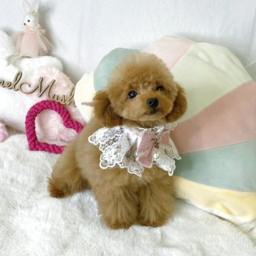 トイプードル(ティーカップ)【大阪府・女の子・2025年3月29日・レッドフォーン】の写真「抜群に可愛い女の子です♡♡」