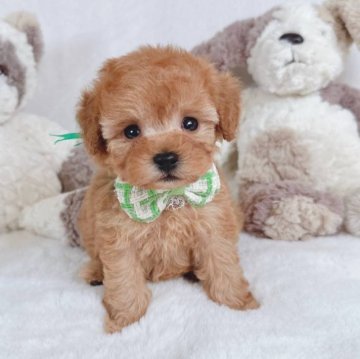 トイプードル(ティーカップ)【大阪府・男の子・2024年12月5日・オレンジフォーン】の写真「可愛い3兄妹デビューです♡」