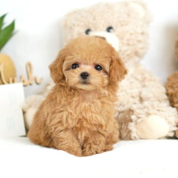 ティーカッププードル【大阪府・女の子・2025年9月28日・オレンジフォーン】の写真「お顔が激かわ♡ﾞ可愛過ぎるパーフェクトGirl♡ﾞ」