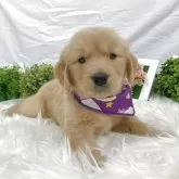 ゴールデンレトリバー【大阪府・男の子・2025年9月17日・ゴールド】の写真1