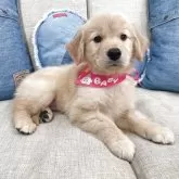 ゴールデンレトリバー【大阪府・女の子・2025年9月17日・ゴールド】の写真1