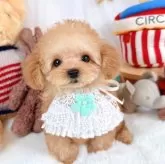 ティーカッププードル【大阪府・男の子・2024年12月5日・オレンジフォーン】の写真1