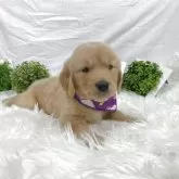 ゴールデンレトリバー【大阪府・男の子・2025年9月17日・ゴールド】の写真3