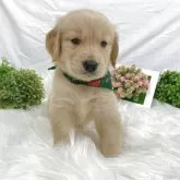 ゴールデンレトリバー【大阪府・男の子・2025年9月17日・ゴールデン】の写真3