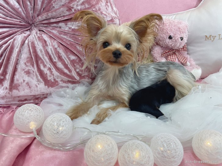 ヨークシャーテリア【・女の子・2024年6月2日・スチールブルー＆タン】