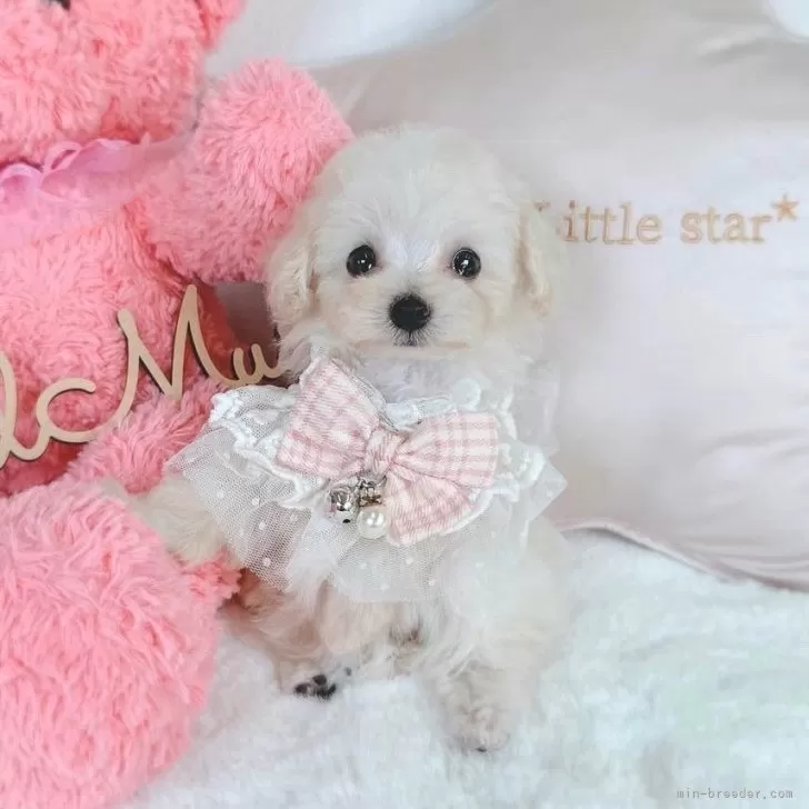 Y.M 様のお迎えした子犬