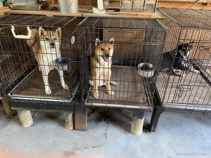 平田　美保子(ひらた　みほこ)ブリーダー(三重県・柴犬・日本犬保存会登録)の紹介写真2