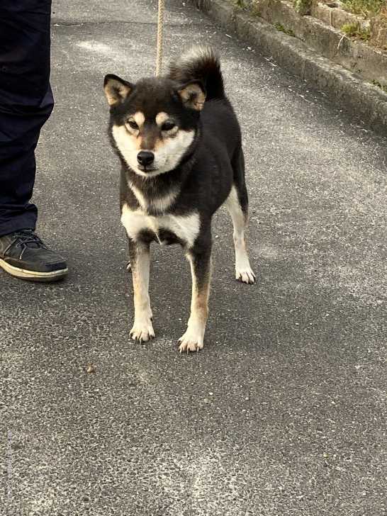 平田　美保子(ひらた　みほこ)ブリーダー(三重県・柴犬・日本犬保存会登録)の紹介写真4