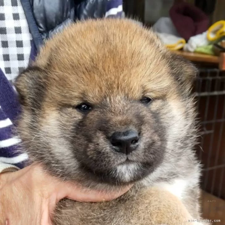 柴犬(標準サイズ)【三重県・男の子・2025年4月8日・赤】の写真1