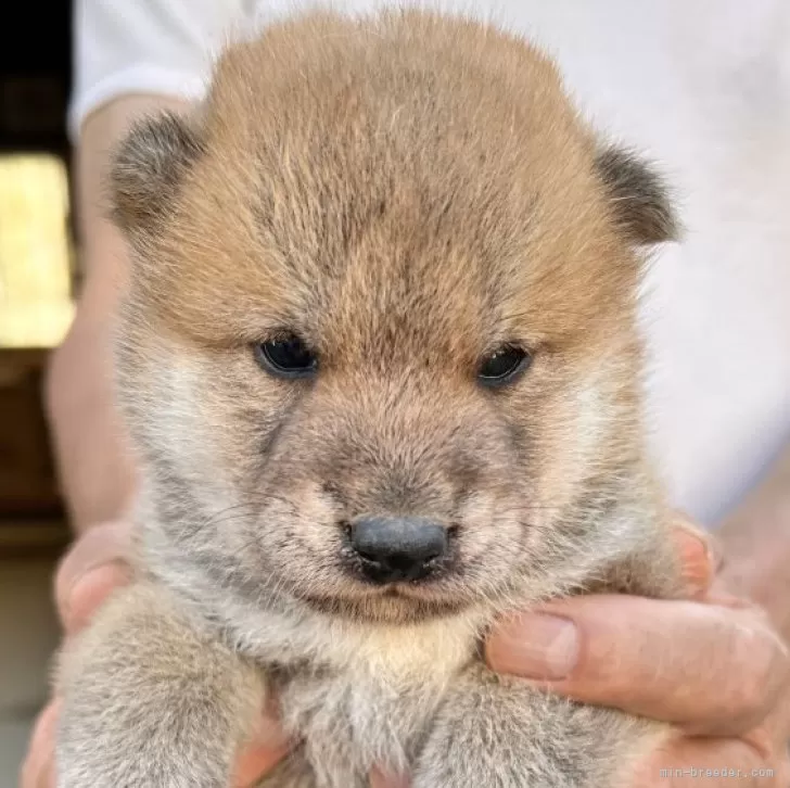 柴犬(標準サイズ)【三重県・男の子・2025年9月14日・赤】の写真1