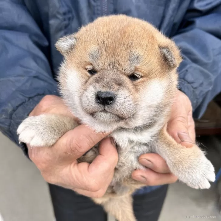 ID:2503-05582の子犬