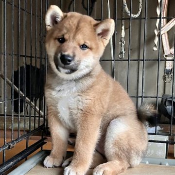 柴犬(標準サイズ)【三重県・男の子・2024年9月5日・赤】の写真「綺麗な顔立ち」