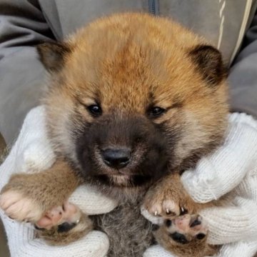 柴犬(標準サイズ)【三重県・女の子・2025年11月3日・赤】の写真「赤毛のメス」