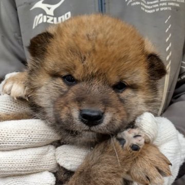 柴犬(標準サイズ)【三重県・女の子・2025年11月3日・赤】の写真「赤毛のメス」