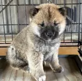 柴犬(標準サイズ)【三重県・女の子・2025年11月3日・赤】の写真1