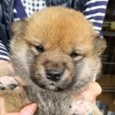 柴犬(標準サイズ)