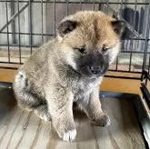 柴犬(標準サイズ)【三重県・女の子・2025年11月3日・赤】の写真2